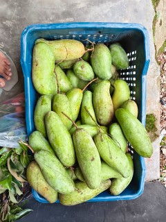 আম্রপালি আম