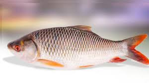 মেসার্স মেঘ রং মতস্য খামার