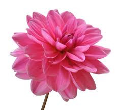 শর্মা ফ্যাশন