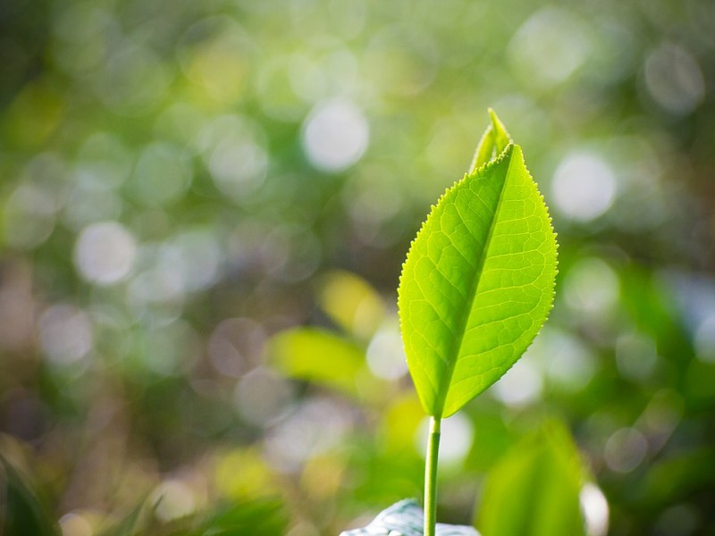 প্যাকেটজাত চা