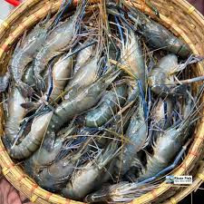 চিংড়ি মাছ