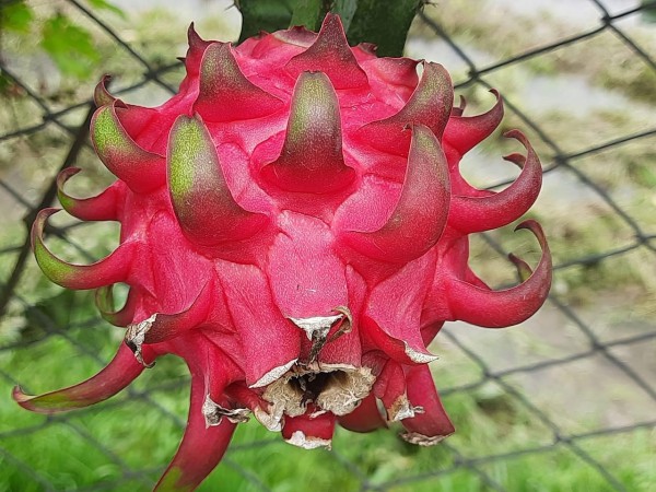 ড্রাগন ফল