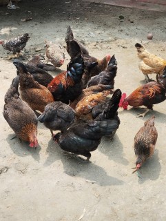 দেশি মুরগি