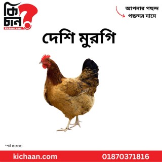 দেশী মুরগী